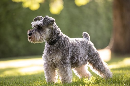 A schnauzer | Photo: Getty Images