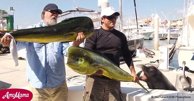 Video shows sea lion stealing fish out of fisherman's hands