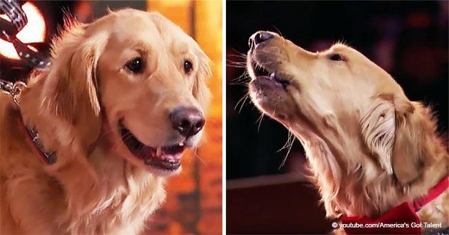 Singing dog wins judges hearts during incredible performance in talent show