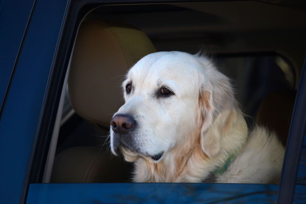 Ein Labrador wartet im Auto auf die Besitzer. | Quelle: Getty Images