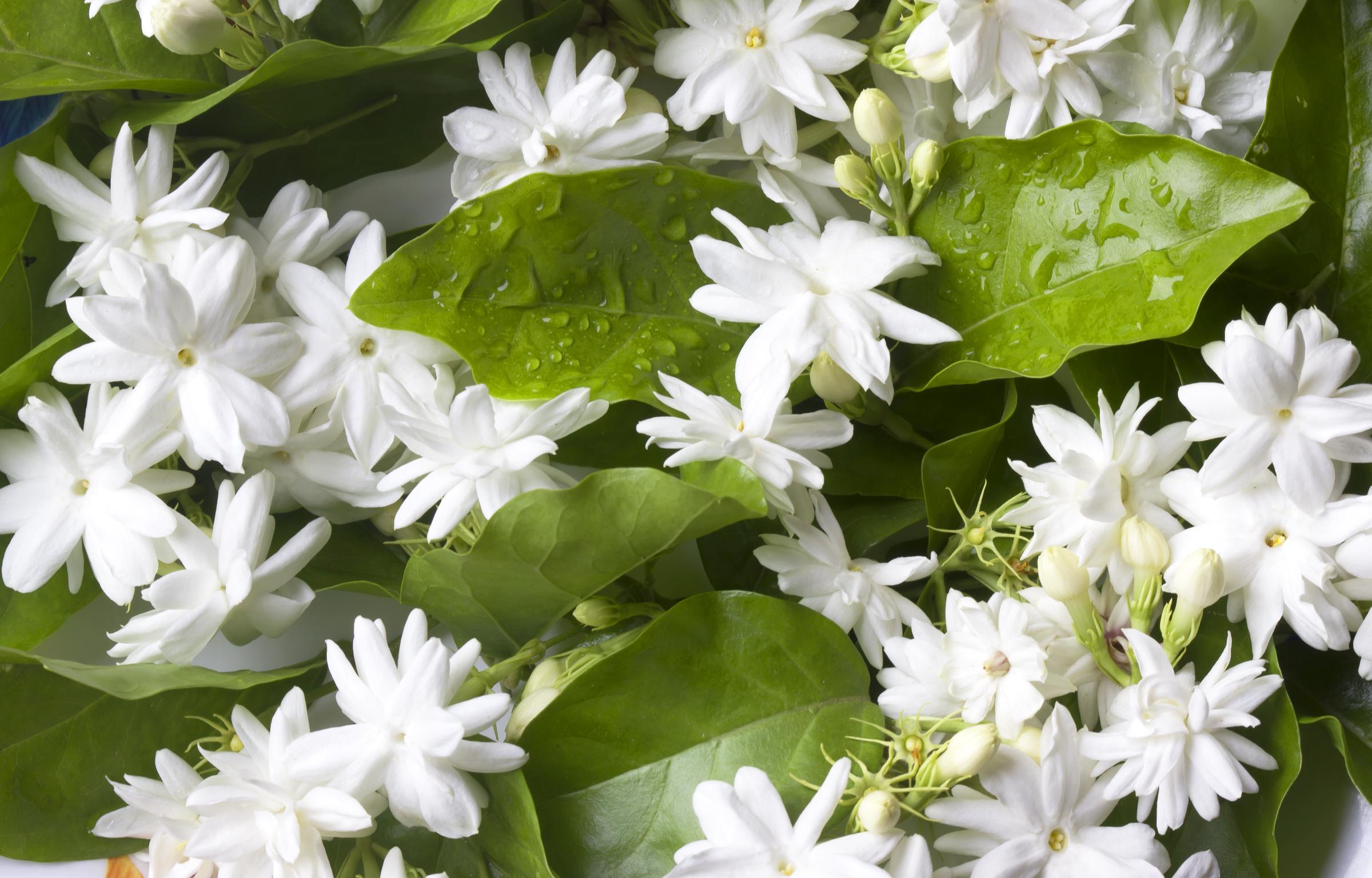 White jasmines | Source: Shutterstock