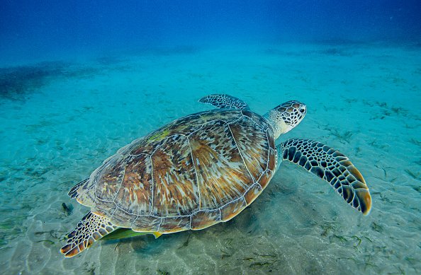 Green sea turtle swimming on sea grass in a shallow water. | Photo: Getty Images
