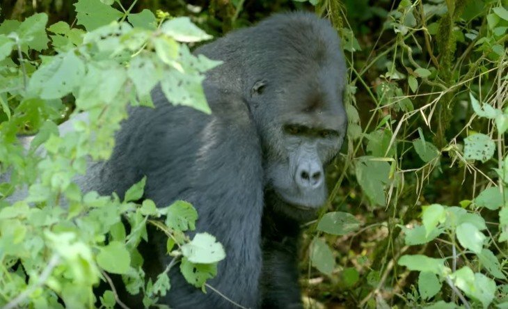 Quelle: YouTube/BBC Earth Quelle: YouTube/BBC Earth