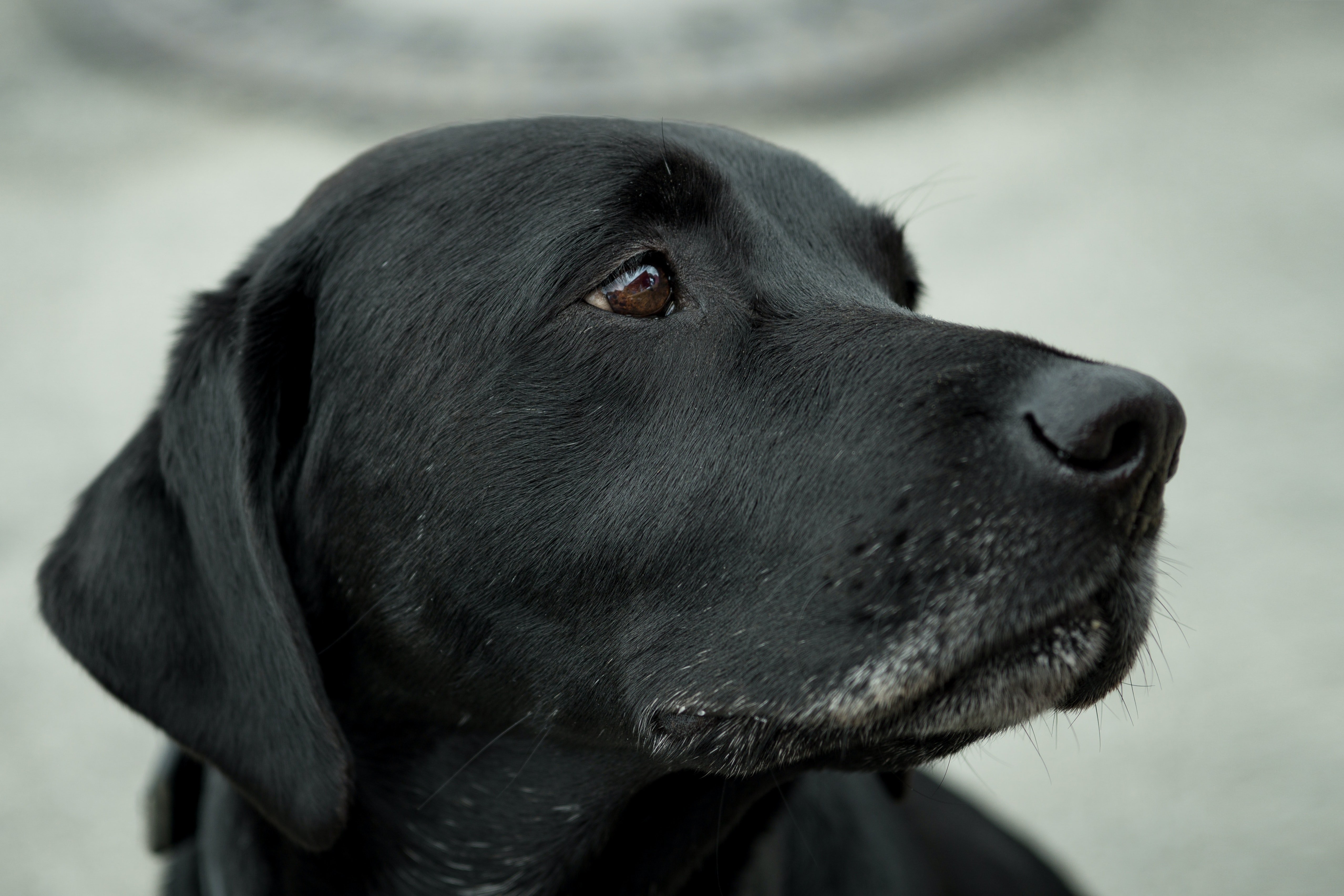 Another dog showed up in Rebecca's lawn one day. | Source: Pexels