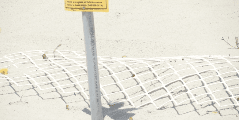Nesting place of the green sea turtle in Garden City Pier. | Source WBTW