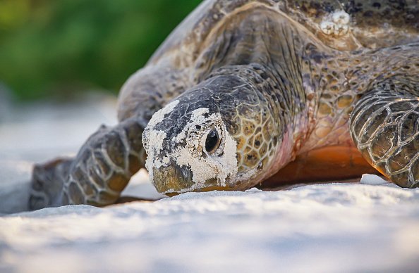 A female green sea turtle laying eggs on a beach. | Photo: Getty Images