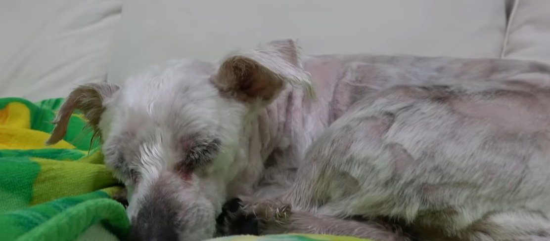 Hayley nach ihrer Behandlung beim Schlafen | Quelle: YouTube/Hope for Paws - Official Rescue Channel Hayley nach ihrer Behandlung beim Schlafen | Quelle: YouTube/Hope for Paws - Official Rescue Channel