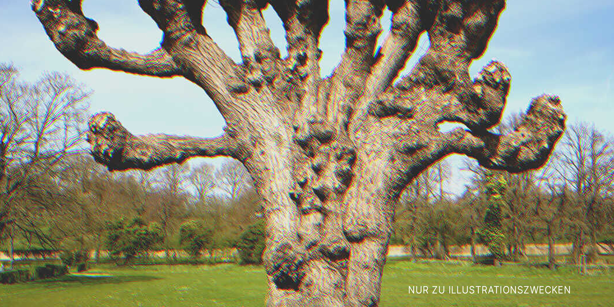 Kahler alter Baum | Quelle: Shutterstock