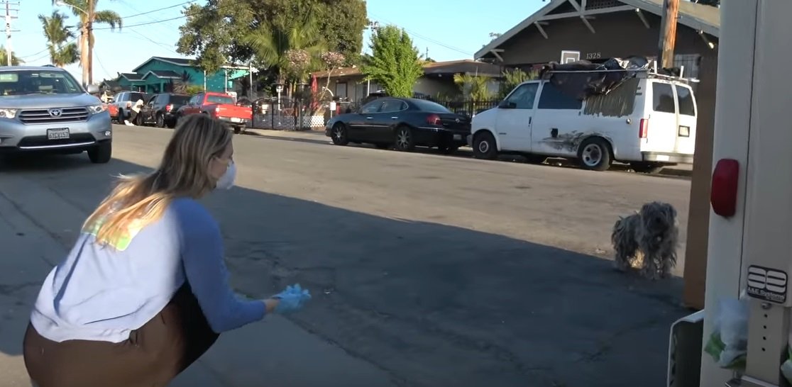 Hayley sitzt auf der Straße | Quelle: YouTube/Hope for Paws - Official Rescue Channel