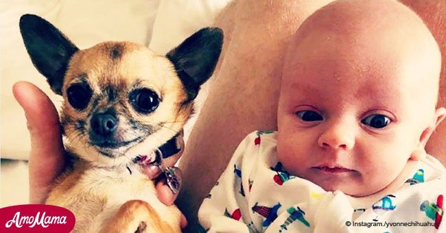 Mom filmed Chihuahua meeting newborn baby boy for the first time