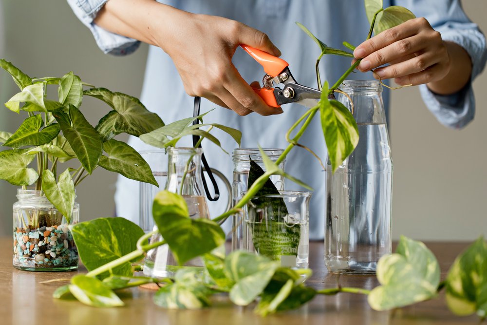 A woman cutting a plant with a kitchen scissors. | Photo: Shutterstock