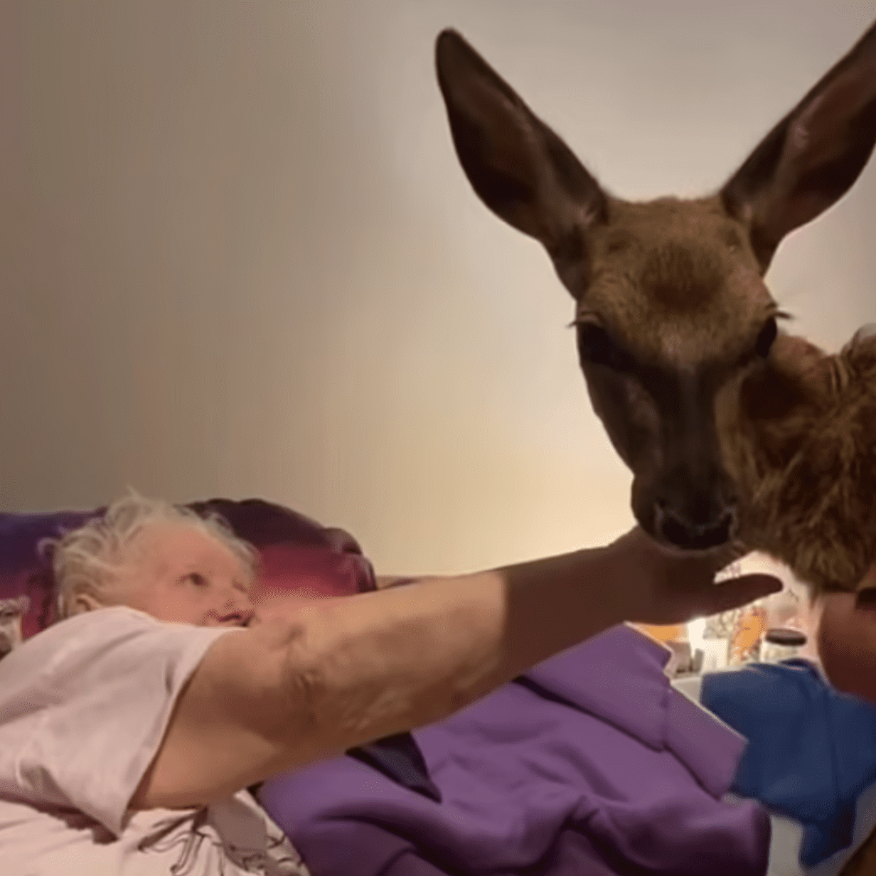Sickly woman pets a deer in her final moments | Source: youtube.com/The OverSeaClip