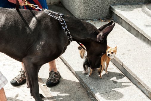 Photo of a a great dane and a chihuahua, sniff each other out | Photo: Getty Images