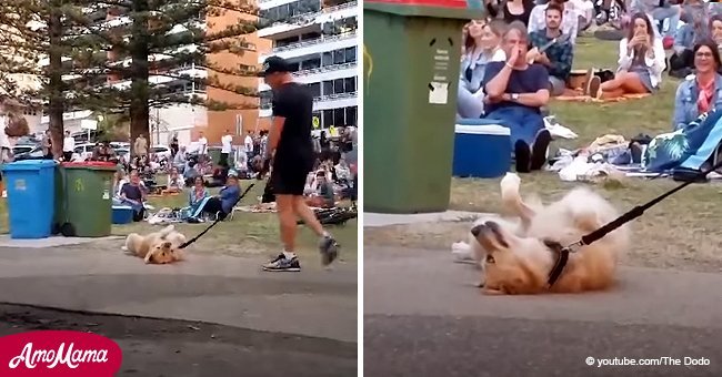 Dog causes public spectacle refusing to leave the dog park