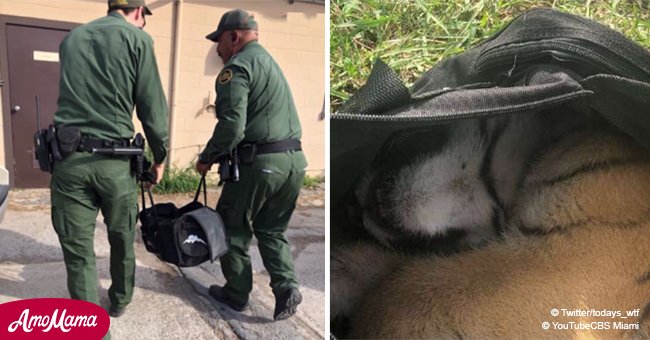 US Border Patrol agents rescued abandoned tiger cub from duffle bag