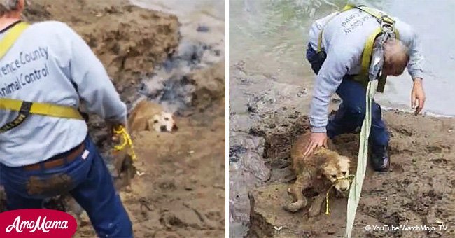 Dog was 'miraculously' rescued from muddy river