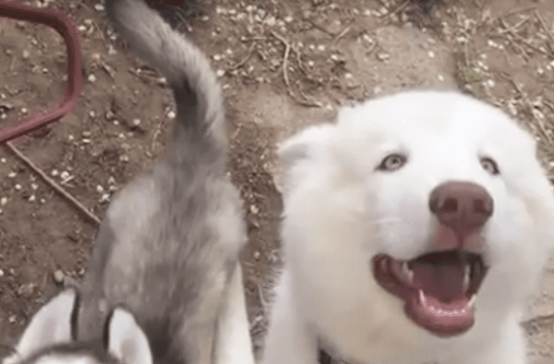 Perro Bear. | Imagen tomada de: YouTube/abc4utah