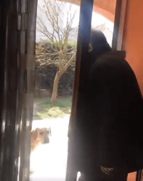 Captura de pantalla del video en el momento exacto en que el hombre sale por la puerta de su casa. | Foto: Instagram/martisici