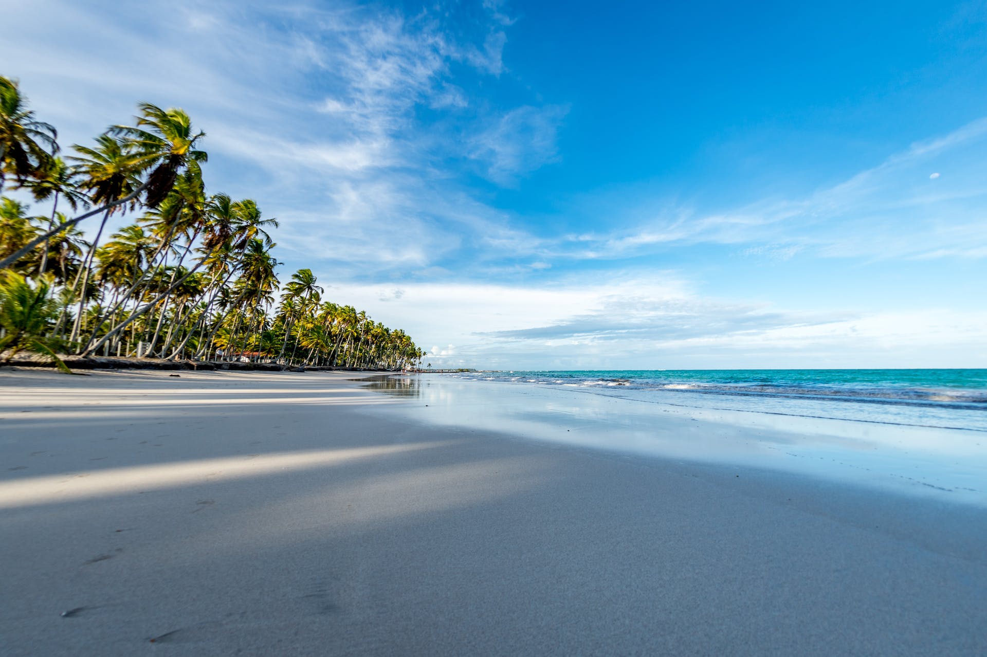 An empty beach with palm trees | Source: Pexels