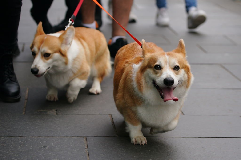 Des personnes promènent des corgis le long du Royal Mile à Edimbourg avant l'arrivée du cercueil de la Reine Elizabeth II. Photo prise le dimanche 11 septembre 2022. | Photo : Getty Images