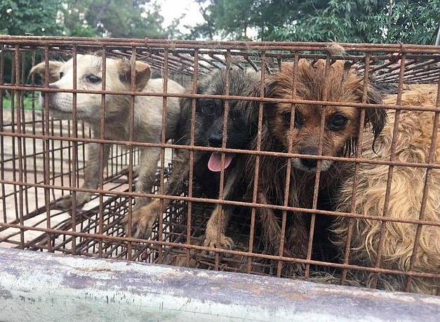 Los perros estaban en jaulas oxidadas. | Foto: HSUS