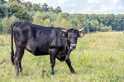 Bulls that was roaming about freely at North Brabandt | Photo: Getty Images