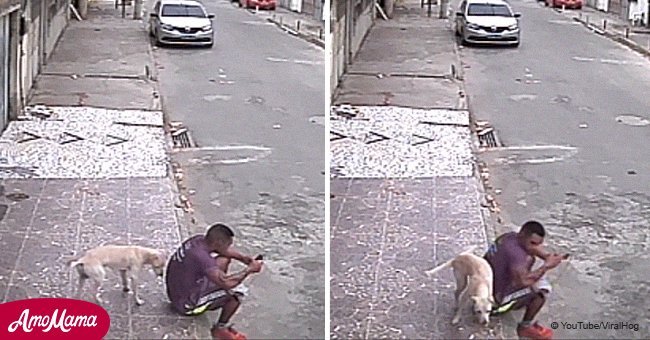 Hilarious moment dog mistook man's back for a fire hydrant and lifted his leg 