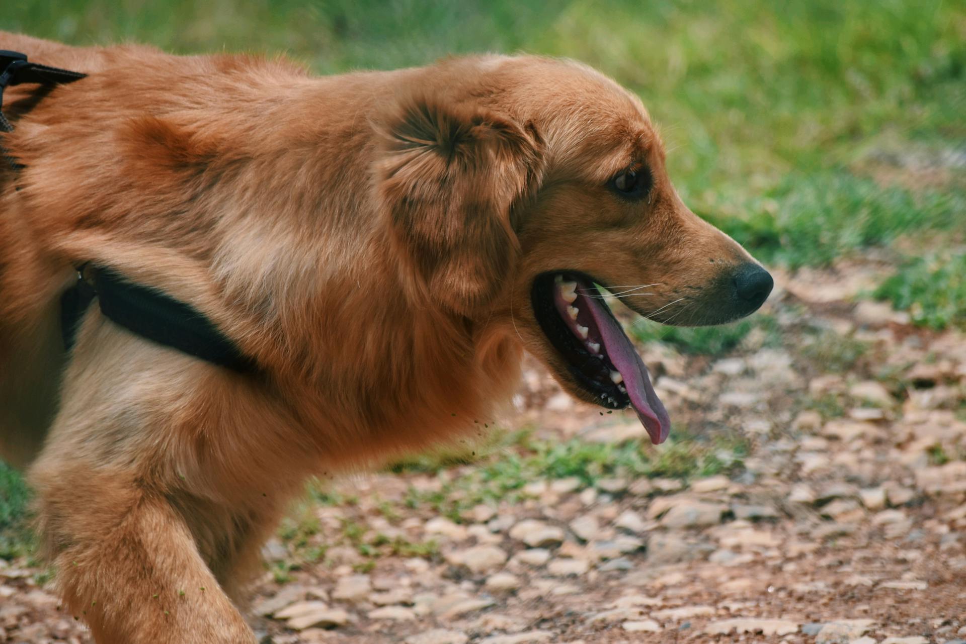 A dog in a park | Source: Pexels