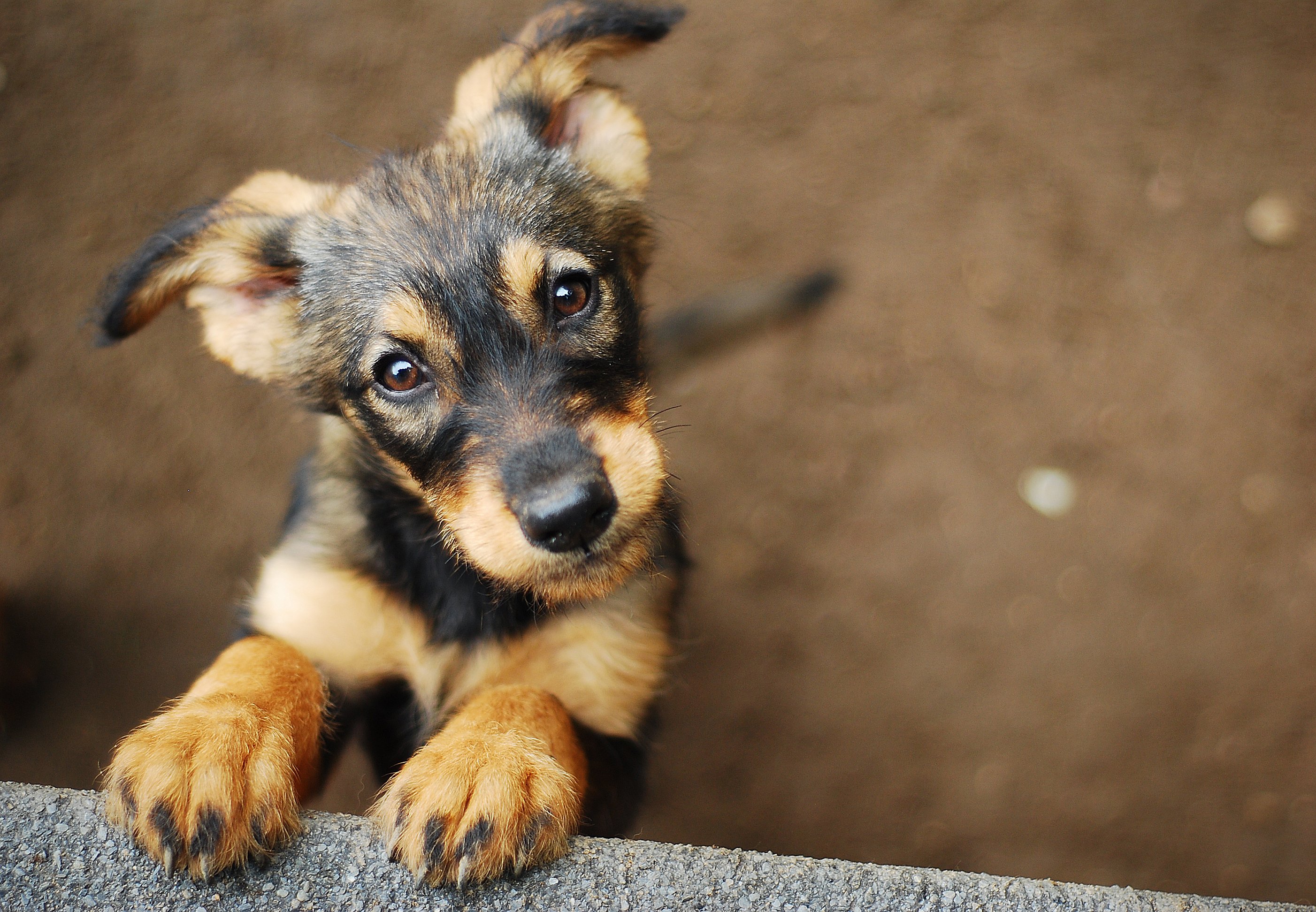Streunender Hund, der oben in der Kamera schaut | Quelle: Shutterstock
