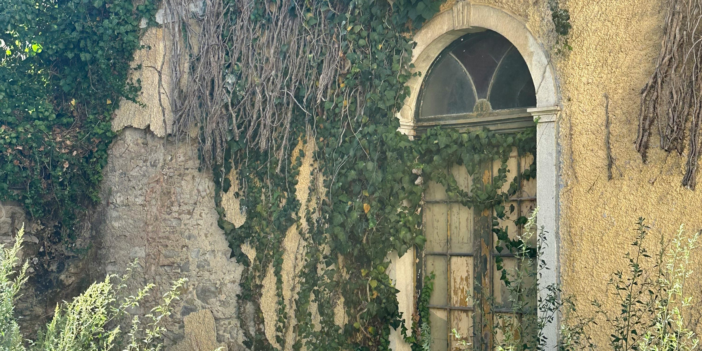 A wall filled with vines | Source: Pexels
