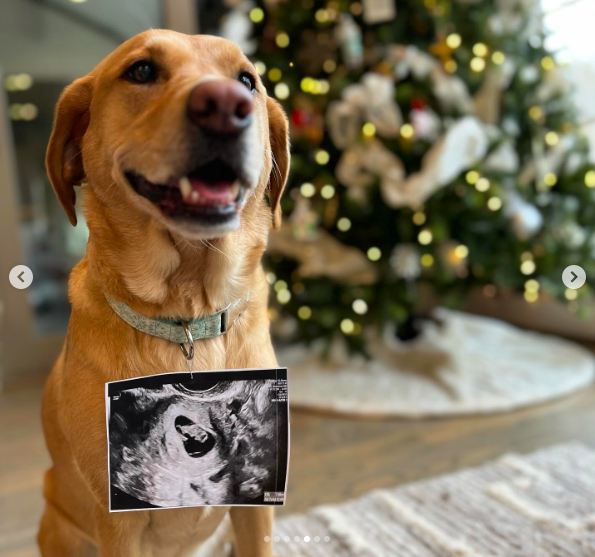 Mattie Jackson and Connor Smith's dog posing with their baby's sonogram posted on February 9, 2024 | Source: Instagram/mattiejackson