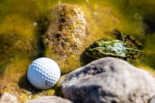 A frog is sitting in a pond and staring at a golf ball right next to it. | Photo: Getty Images