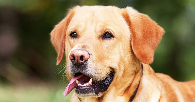 Photo of a dog looking at something out of frame. | Photo: pickpik.com