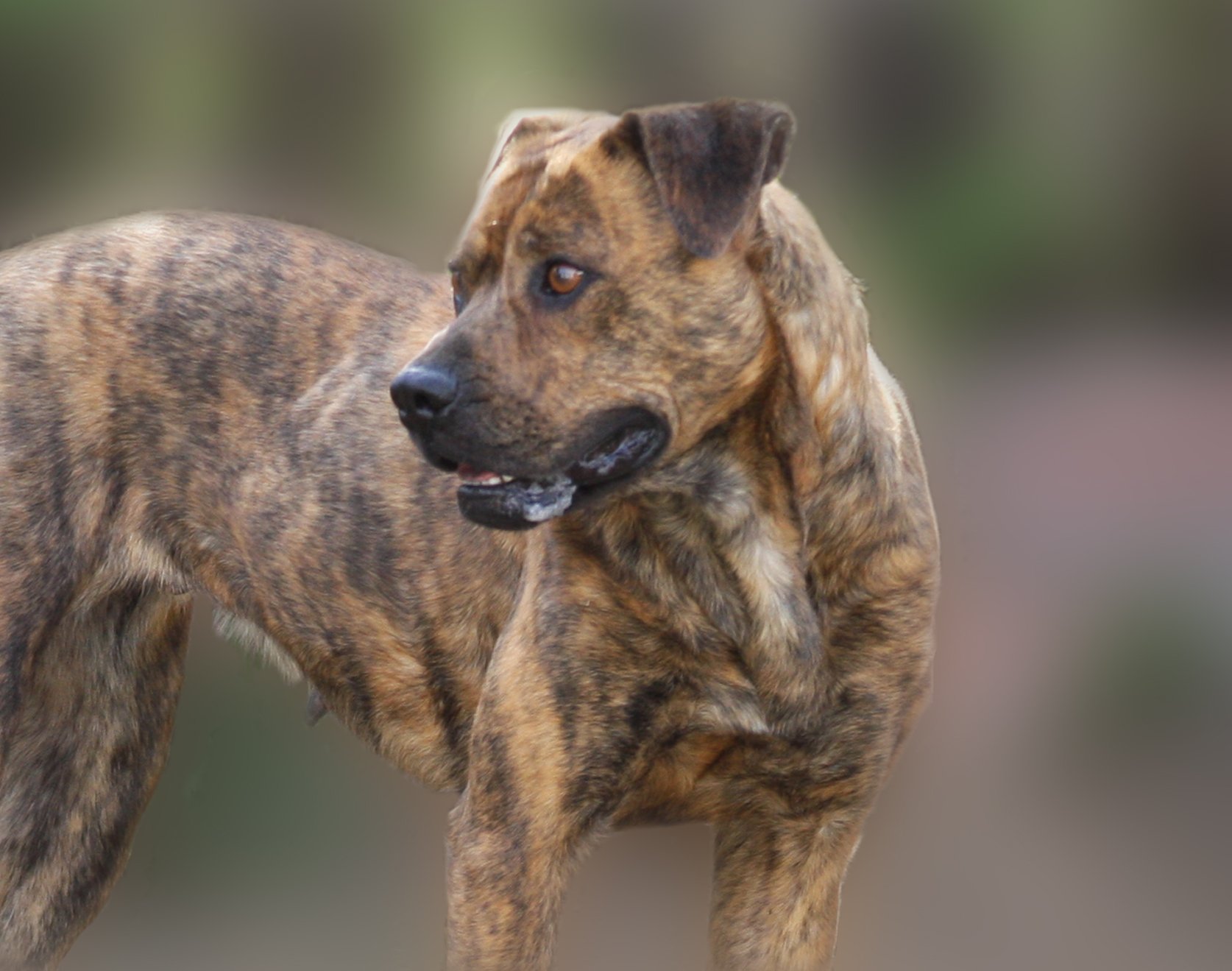 Perro perdido. | Imagen: Wikimedia Commons