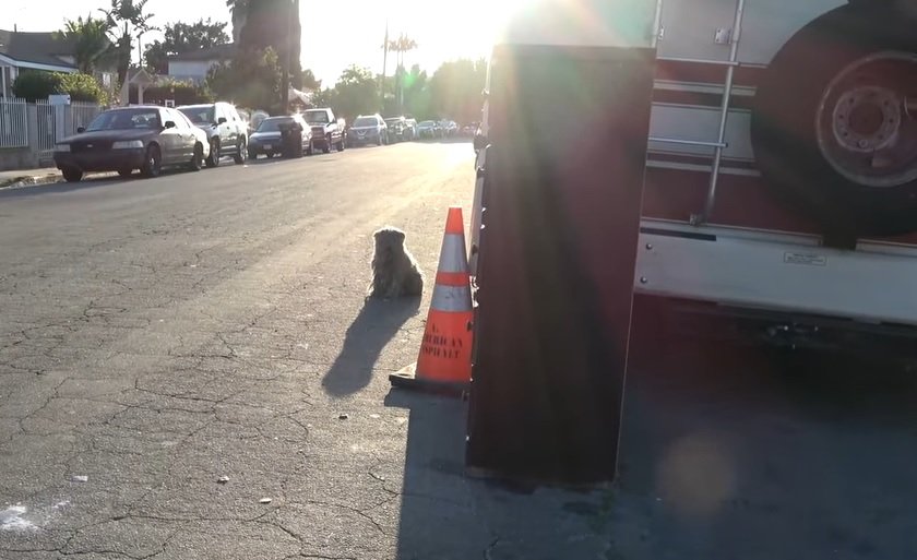 Hund sitzt neben einem Wohnmobil auf der Straße | Quelle: YouTube/Hope for Paws - Official Rescue Channel