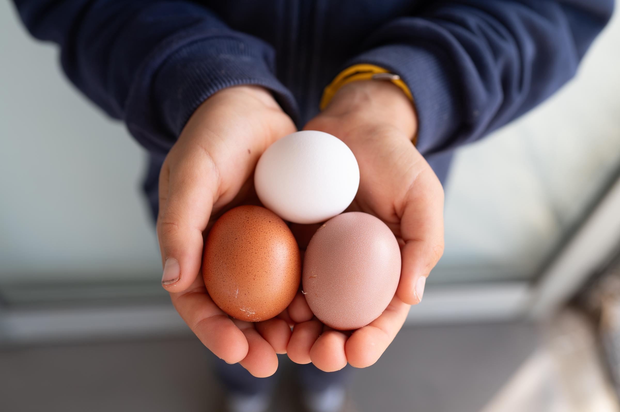 Whether standard white or premium brown cage-free, no carton is inherently immune to contamination. A pair of hands holds a trio of diverse egg varieties, illustrating how recent safety alerts span multiple labels and styles. | Source: Getty Images