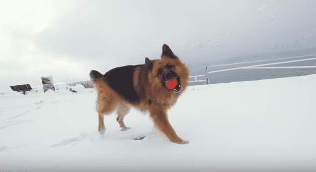 Herschel en la nieve. | Imagen tomada de: YouTube/Rocky Kanaka Herschel en la nieve. | Imagen tomada de: YouTube/Rocky Kanaka