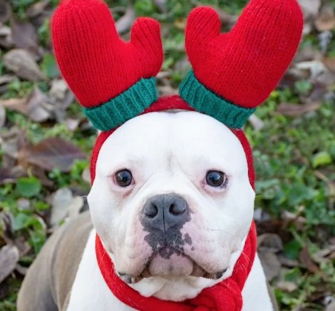 Lakita nach ihrer Rettung auf ihren Weihnachtsbildern | Quelle: Facebook/The Dodo