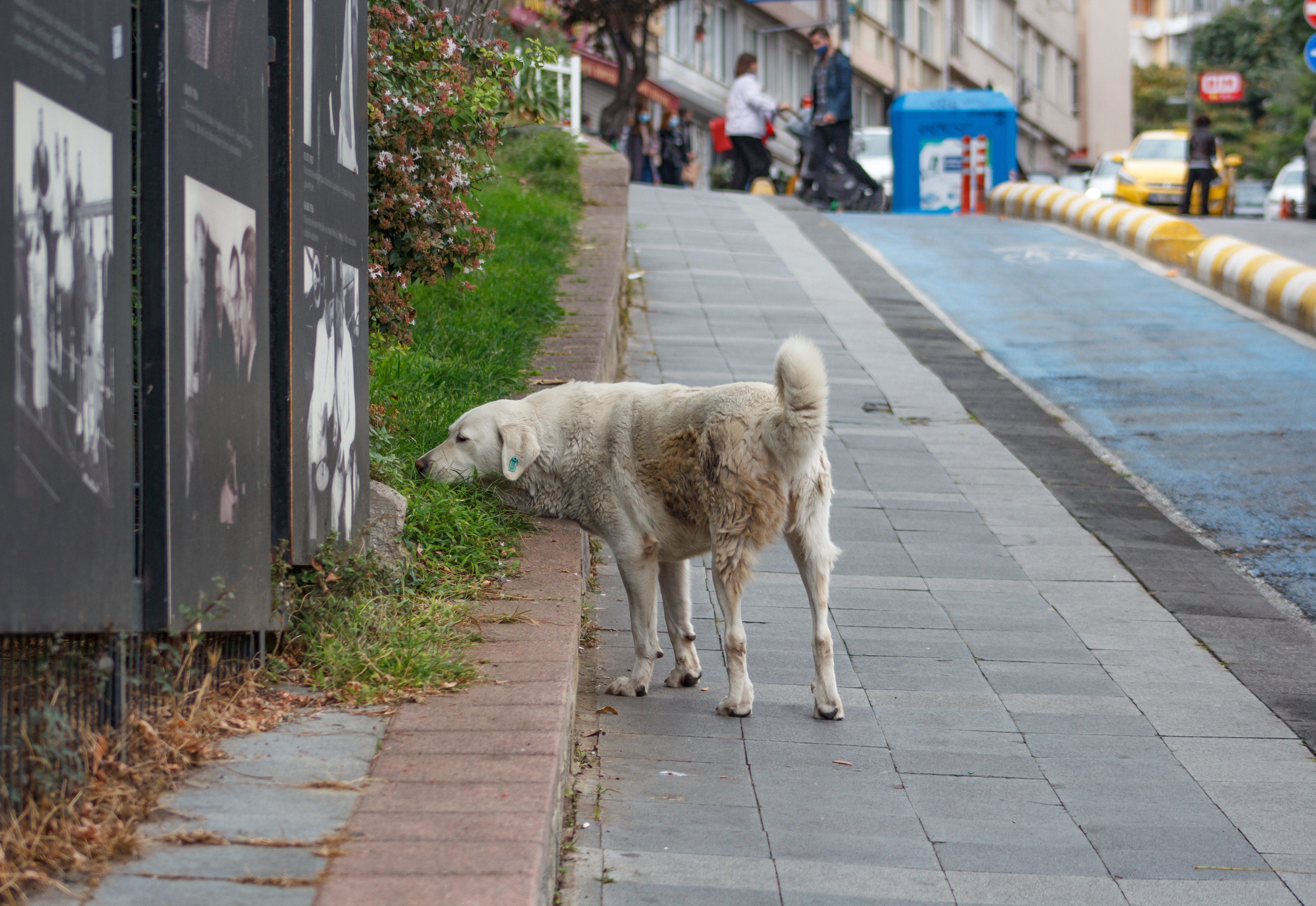 Large, fluffy stray dog standing on sidewalk | Source: Shutterstock