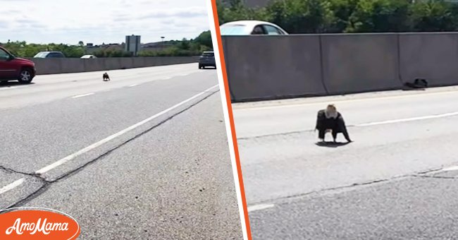 An injured bald eagle was stranded in heavy traffic | Source: YouTube/6abc Philadelphia