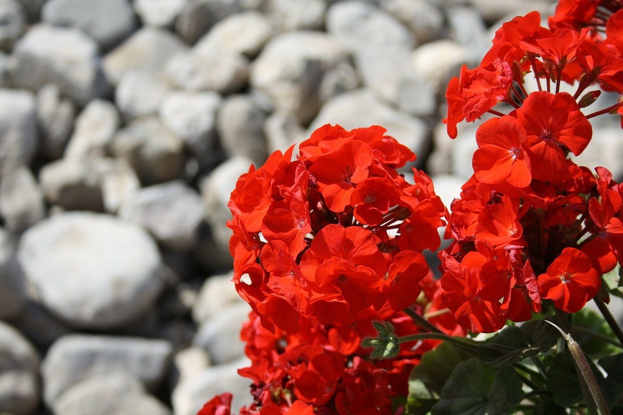 Some pelargonium flowers set in contrast to gray stones in the background | Photo: Pixabay/Carl Lewin