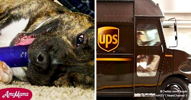 UPS driver adopts a stray dog who jumped into his truck