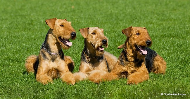 Three handsome male dogs see a beautiful, enticing, female Poodle