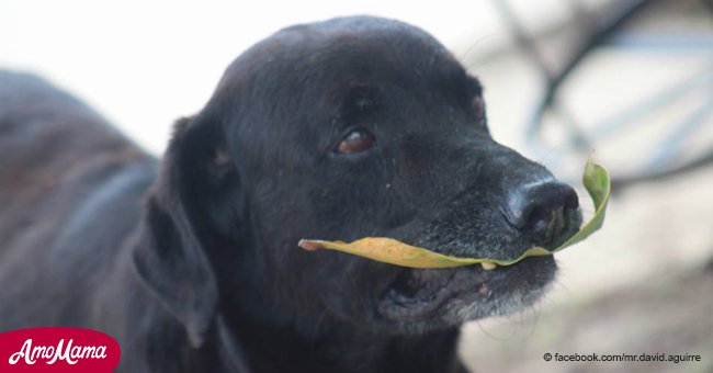 Ein cleverer Hund benutzt Blätter, um das Essen im Geschäft zu kaufen