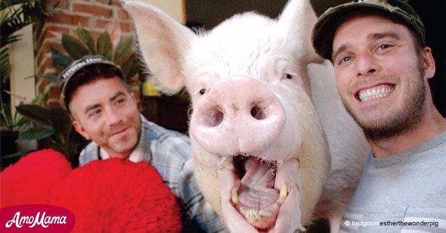 World's most famous pig not legally allowed cancer treatment because she's a 'food animal'