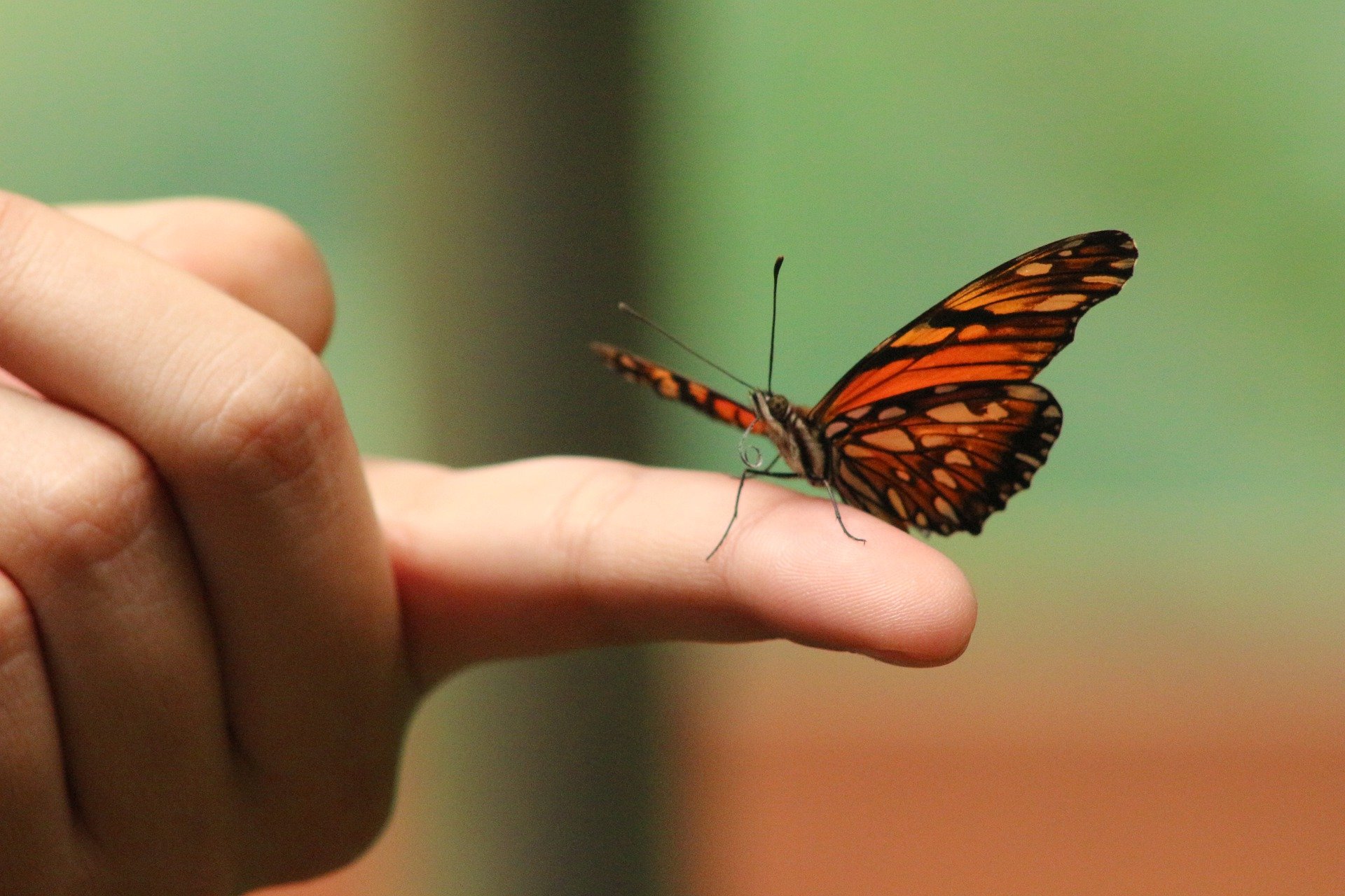 OP spots a butterfly in the church | Photo: Pixabay