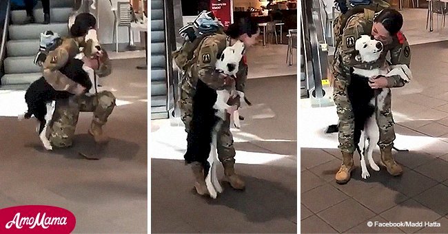 Soldier returns home and gets the sweetest welcome from a beloved family dog (video)