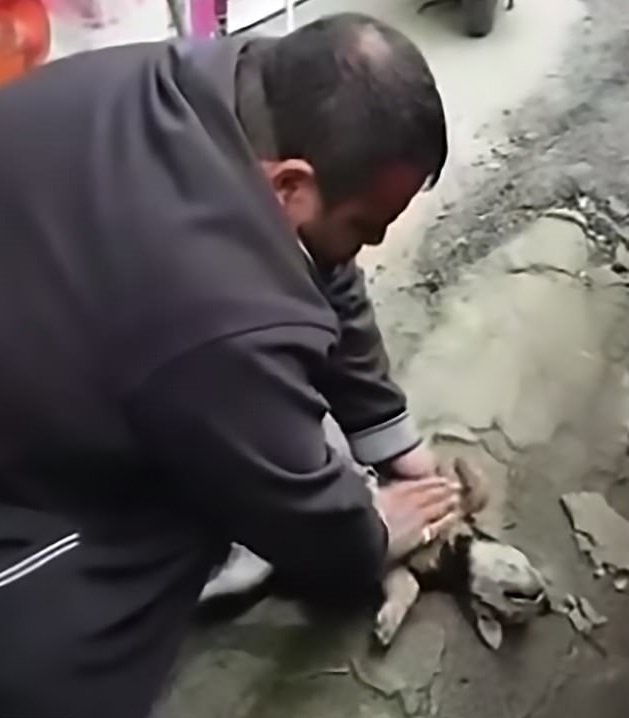 Hombre le aplica RCP a perro moribundo. | Foto: YouTube/World News for all Hombre le aplica RCP a perro moribundo. | Foto: YouTube/World News for all