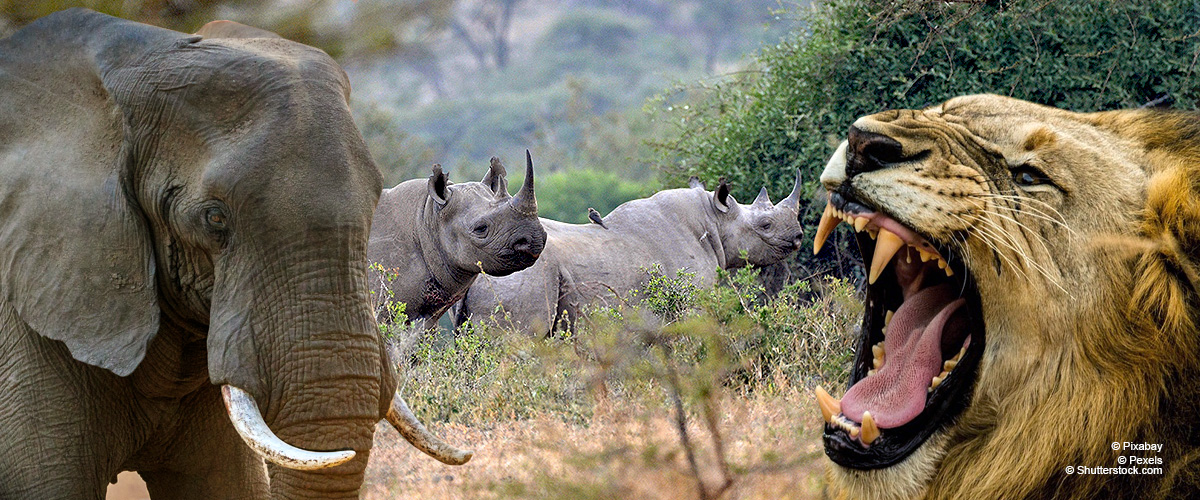 Rhino Poacher Killed by an Elephant and Eaten by Lions after Sneaking into Protected Park