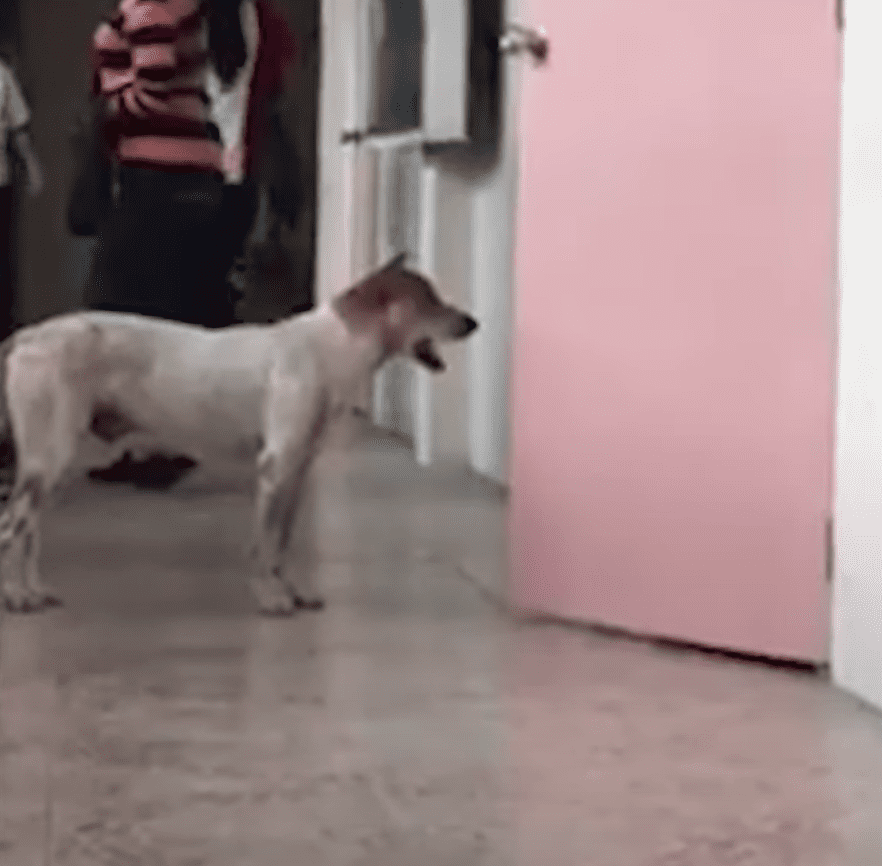 Dog waits for his human friend unaware that he has passed away | Source: Youtube/Viral Press